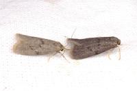 Apaidia mesogona
