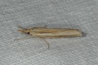 Agriphila tristella