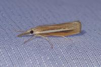 Agriphila selasella