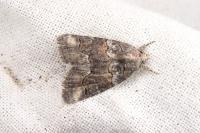 Bryophila