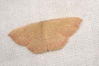 Cyclophora puppillaria
