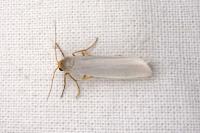 Eilema caniola