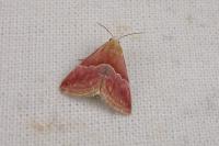 Eublemma parva