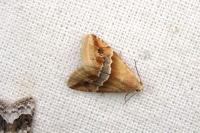 Eublemma parva