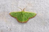 Eucrostes indigenata