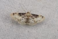 Idaea filicata