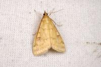 Ostrinia nubilalis