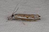 Platytes alpinella