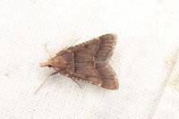 Stemmatophora rungsi