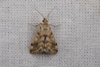 Tegostoma comparalis