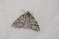 Tephronia lhommaria