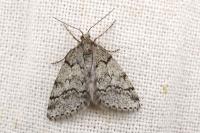 Tephronia lhommaria