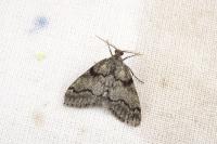 Tephronia sepiaria