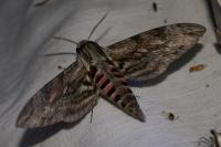 Agrius convolvuli