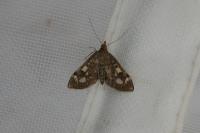 Anania coronata