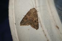 Anarta trifolii