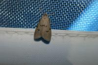 Apaidia mesogona