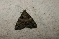 Catocala coniuncta
