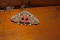 Catocala optata