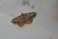 Chiasmia aestimaria