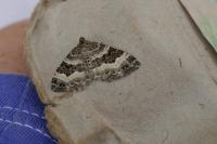 Epirrhoe alternata