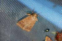 Helicoverpa armigera