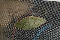 Hylaea fasciaria