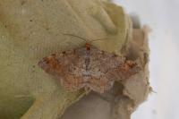 Macaria liturata