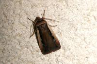 Ochropleura leucogaster