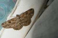 Peribatodes rhomboidaria rhomboidaria