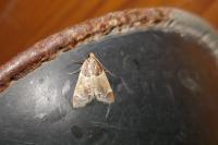 Pyralis farinalis