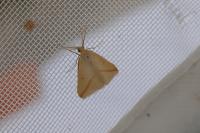 Rhodometra sacraria