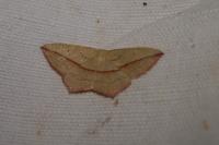 Timandra comae