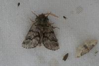Thaumetopoea pityocampa
