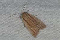 Mythimna straminea