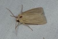 Mythimna pallens