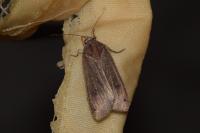 Noctua pronuba