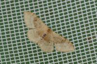 Idaea degeneraria
