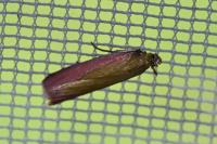 Oncocera semirubella
