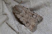 Caradrina clavipalpis