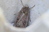 Xestia xanthographa
