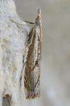 Agriphila geniculea