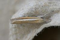 Agriphila selasella