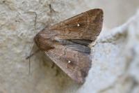 Mythimna albipuncta