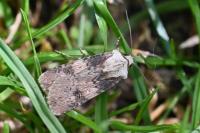 Agrotis puta
