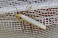 Eilema caniola