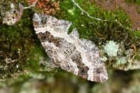 Epirrhoe alternata
