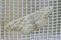 Idaea seriata