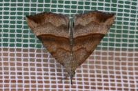 Hypena proboscidalis