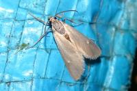 Acentria ephemerella